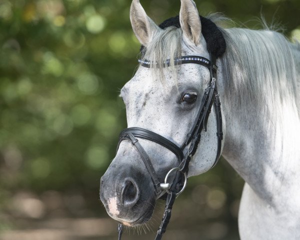 dressage horse Annando Ox (Arabian thoroughbred, 2010)