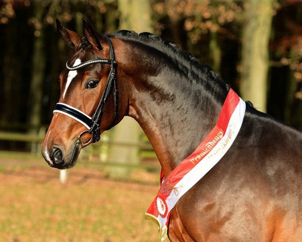 dressage horse Baccardi (Westphalian, 2011, from Belissimo NRW)