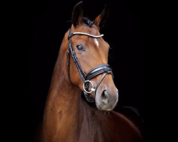 dressage horse Ruby Tuesday 90 (Hanoverian, 2017, from Rocco Granata)