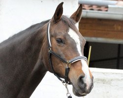 Pferd Candlelight (Hessisches Warmblut, 1998, von Concord)