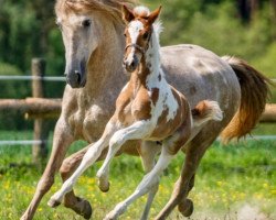 horse Mango de Finca Barroco (Pinto, 2020)