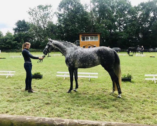 dressage horse Rusalka (Hanoverian, 2017, from Rock Springs)