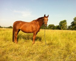 broodmare Weltspiel (Hanoverian, 1993, from Weltmeyer)