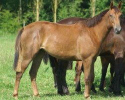 broodmare Tosca Une Prince (Selle Français, 2007, from Calvaro Z)