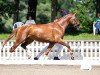 dressage horse Dream For Gold (Rhinelander, 2017, from De Niro Gold 3)