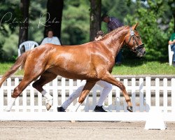 dressage horse Dream For Gold (Rhinelander, 2017, from De Niro Gold 3)