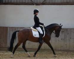 dressage horse Het Vienetto (German Riding Pony, 2002, from Voltaire)