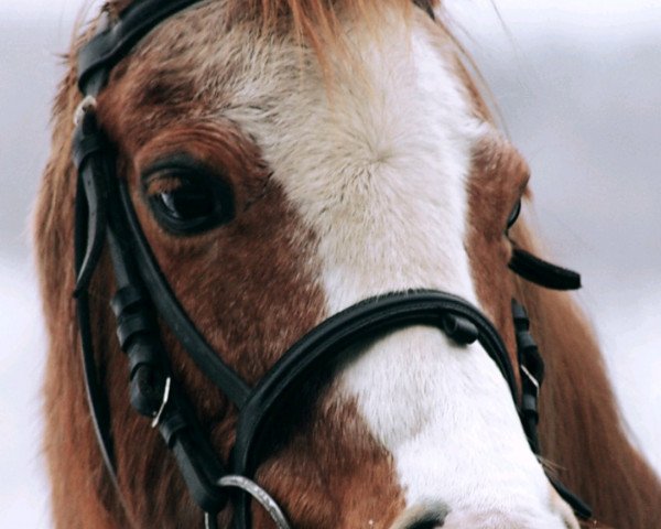 Pferd Chico (Deutsches Reitpony, 2003, von Columbo)