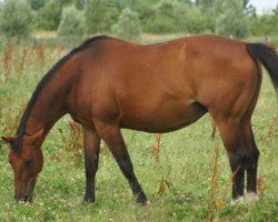 broodmare Fantasia Chatelet (Selle Français, 1993, from Galoubet A)