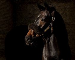 broodmare Feowyn (Oldenburg, 2007, from Faustinus)