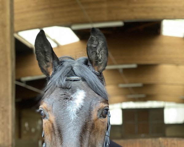 dressage horse Forever 175 (German Sport Horse, 2015, from Fürstenstern 3)