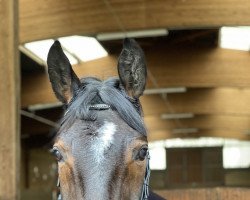 dressage horse Forever 175 (Deutsches Sportpferd, 2015, from Fürstenstern 3)