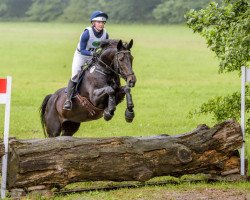 jumper Grandia (Hanoverian, 2006, from Grand Galopin)