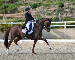 dressage horse Dilara 17 (Oldenburg, 2010, from Detroit)