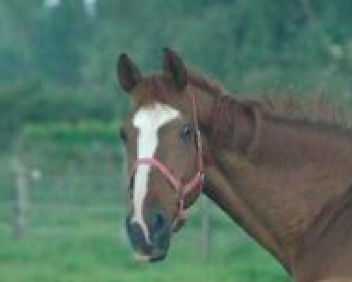 broodmare Gitane d'Honvault (Selle Français, 1994, from Quam de la Lande)