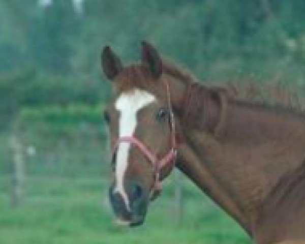 broodmare Gitane d'Honvault (Selle Français, 1994, from Quam de la Lande)