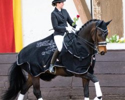 dressage horse Don Pedro 128 (Westphalian, 2006, from Dark Fire)