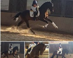 dressage horse Fero K (Oldenburg, 2014, from Follow Me OLD)