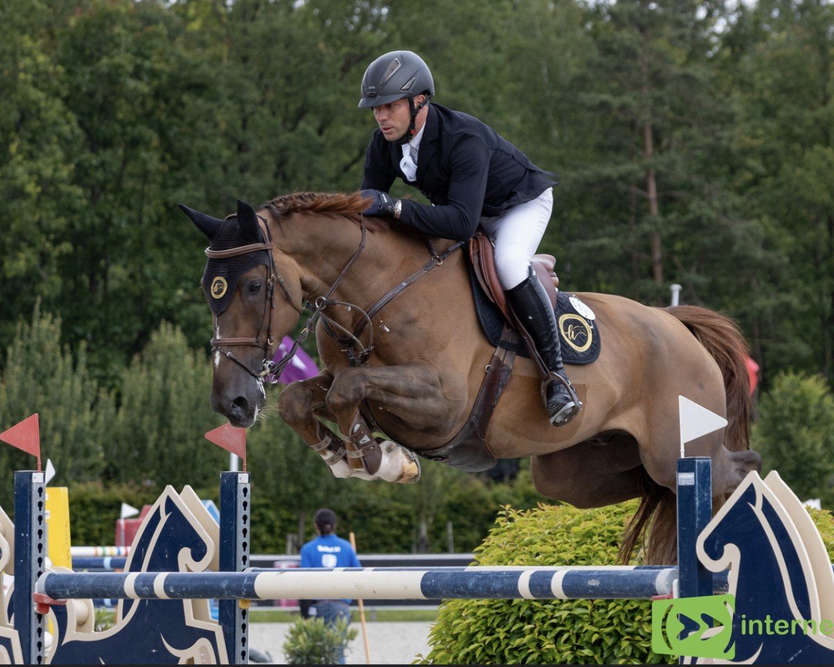 jumper Kind of Magic Z (Zangersheide riding horse, 2015, from Kannan)