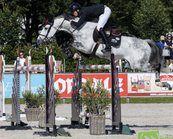 jumper Panamarenko Optimus (Belgian Warmblood, 2015, from Colestus)