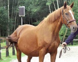 broodmare Girl d'Elbe (Selle Français, 1994, from Alfa d'Elle)