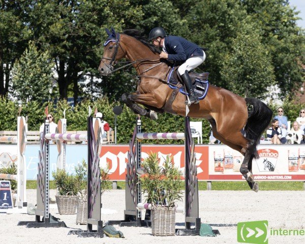 jumper Gomez (KWPN (Royal Dutch Sporthorse), 2011, from Cantos)