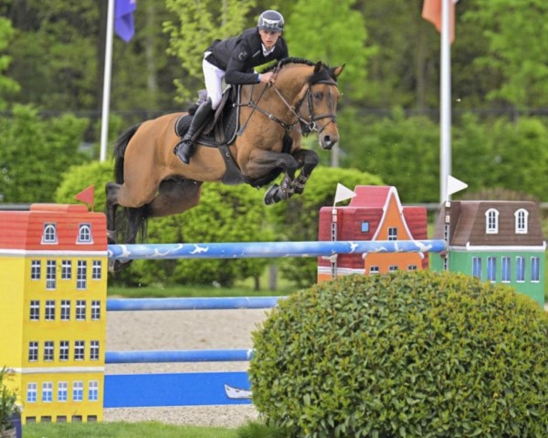 jumper Elcup van Beek II Z (Zangersheide riding horse, 2012, from Elvis Ter Putte)