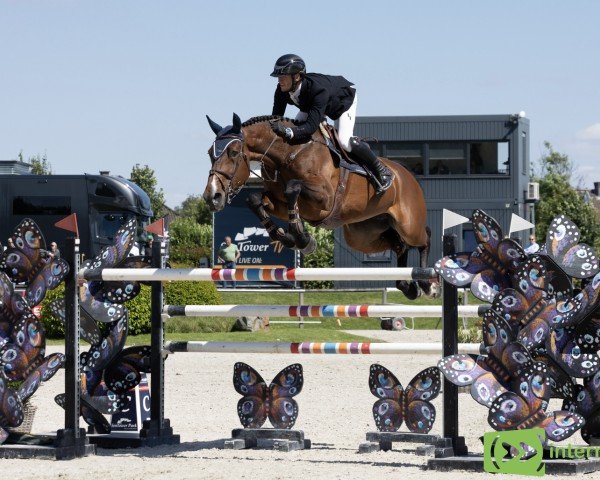 Springpferd Interessant van de Zietfort (KWPN (Niederländisches Warmblut), 2013, von Quinntox)