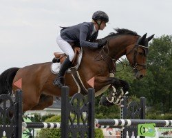 jumper Coridor Jt Z (Zangersheide riding horse, 2015, from Cornet Obolensky)