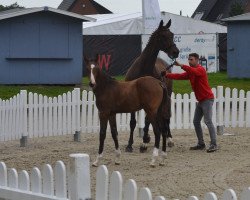 dressage horse Zoomi (Westphalian, 2021, from Zoom)