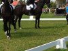 dressage horse Remus 255 (Hanoverian, 2002, from Rosentau)