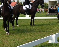 dressage horse Remus 255 (Hanoverian, 2002, from Rosentau)