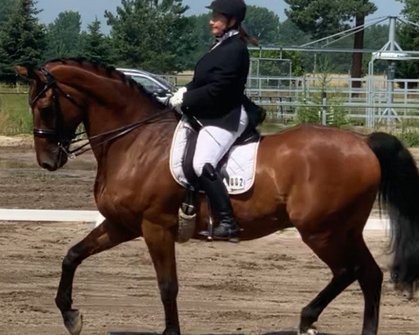 dressage horse Bon Gregorius (Oldenburg, 2010, from Bordeaux 28)