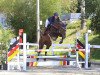 jumper Quality's Lou (Oldenburg show jumper, 2014, from Quality 9)