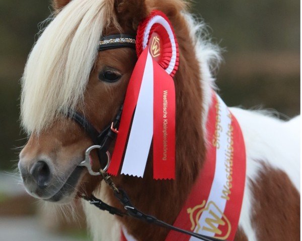 Pferd Hennessy vom Burgblick (Shetland Pony (unter 87 cm), 2022, von Niederbroks Hui-Buh)