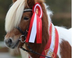 Pferd Hennessy vom Burgblick (Shetland Pony (unter 87 cm), 2022, von Niederbroks Hui-Buh)