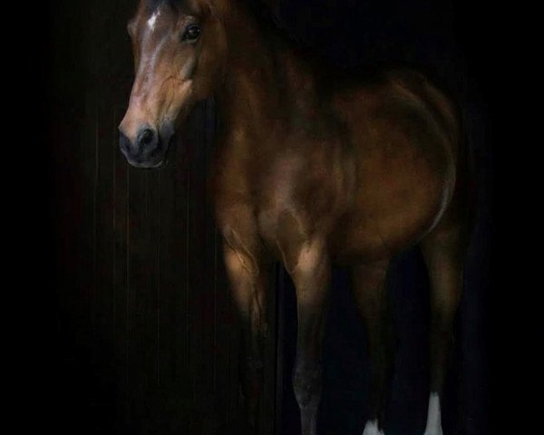 dressage horse Velvet 86 (German Riding Pony, 1999, from Valido's Boy)