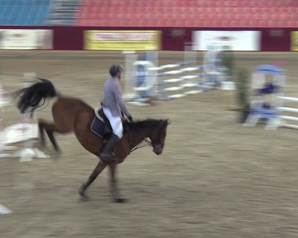 Reitturnier Neustadt/Dosse - Graf von Lindenau-Halle 2024