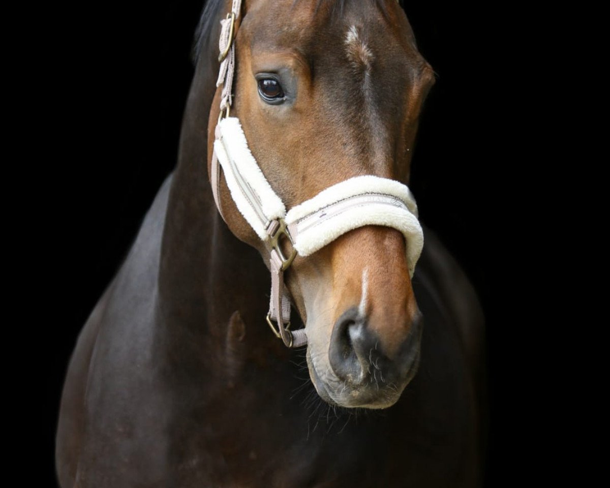 dressage horse Danny Sahne 6 (Hanoverian, 2016, from Danone 4)