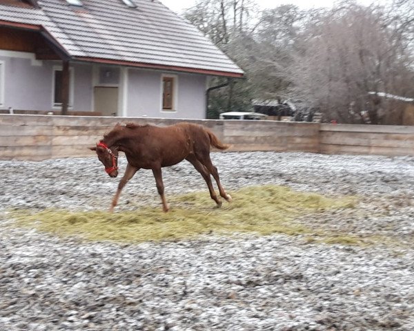 horse Héviya (Austrian Warmblood, 2019, from Reinhardswald)