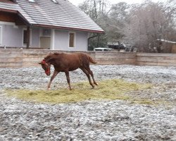 Pferd Héviya (Österreichisches Warmblut, 2019, von Reinhardswald)