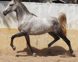 horse Olivera (Hispano, 2014)