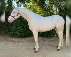 horse Heptatlon (Lusitano, 2017)