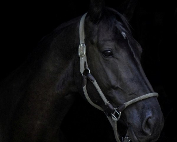 dressage horse Clairence of Destiny (German Sport Horse, 2014, from Calme)