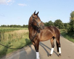 horse Amour pour toi (Oldenburg, 2014, from Antango du Feuillard)