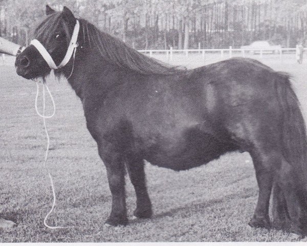 Zuchtstute Musette of Luckdon (Shetland Pony, 1961, von Thunder of Marshwood)