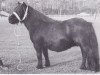 Zuchtstute Musette of Luckdon (Shetland Pony, 1961, von Thunder of Marshwood)