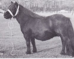 Zuchtstute Musette of Luckdon (Shetland Pony, 1961, von Thunder of Marshwood)