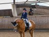 dressage horse Con ta bai B (German Riding Pony, 2013, from Singold's Cavalin)