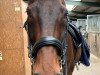 dressage horse Golden Crispy (Hanoverian, 2005, from Carry Gold)